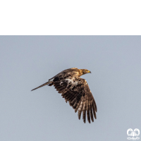 گونه عقاب مارخور Short-toed Eagle